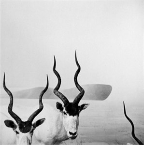 Image description is not available for 2007.081